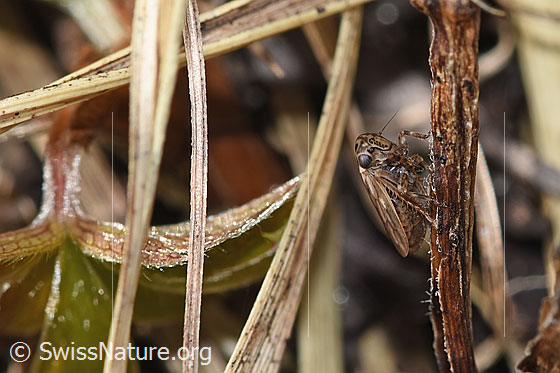 Foto: Wahrscheinlich Wiesen-Dickkopfzikade (Anaceratagallia ribauti). 2.7 - 3.3mm. Ansicht von vorne unten.