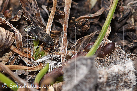 Foto: Trapezonotus desertus (Wanze). Länge 3.7 - 4.7mm. Ansicht von schräg vorne.