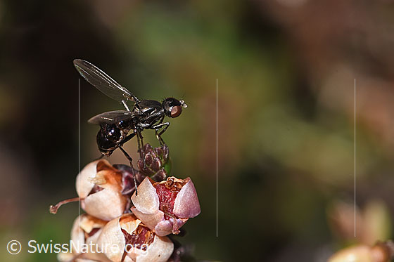Foto: Wahrscheinlich Sepsis cynipsea (Schwingfliege) auf Besenheide (Calluna vulgaris). Länge 4 - 5mm. Weibchen. Flügel geöffnet. Ansicht von der Seite.
