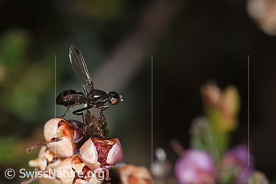 Foto: Wahrscheinlich Sepsis cynipsea (Schwingfliege) auf verblühter Besenheide (Calluna vulgaris). Länge 4 - 5mm. Weibchen. Flügel geöffnet. Ansicht von seitlich oben.