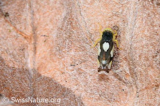 Foto: Triften-Blattzikade (Eupteryx notata). Länge 2.2 - 2.8mm. Ansicht von oben.
