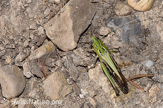 Foto: Heidegrashüpfer (Stenobothrus lineatus). Länge 22mm. Weibchen. Ansicht von oben.