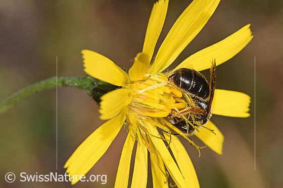Foto: Rotbeinige Furchenbiene (Halictus rubicundus) auf Blume. Länge 8mm. Weibchen. Ansicht von seitlich hinten.
