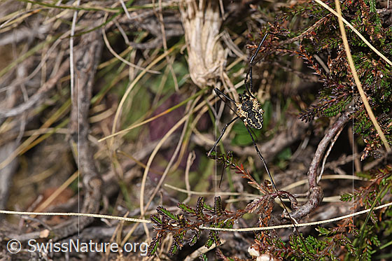 Photo: Probably Mitopus morio. View from above.