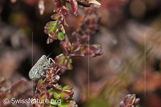 Photo: Probably Errastunus on Calluna vulgaris. Length 2.7 - 4mm. View from side front.