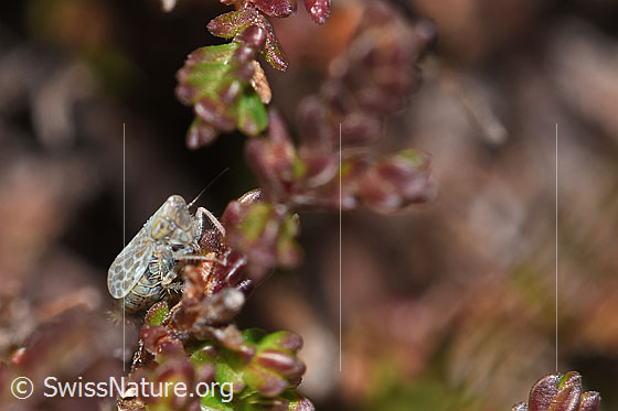 Foto: Wahrscheinlich Bunte Graszirpe (Errastunus ocellaris) auf Besenheide (Calluna vulgaris). Länge 2.7 - 4mm. Ansicht von seitlich vorne.