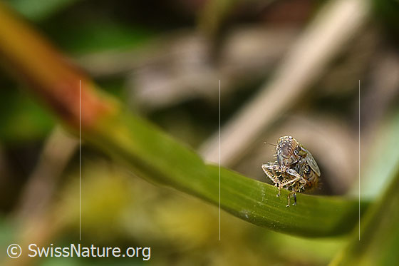 Photo: Probably Errastunus ocellaris on Calluna vulgaris. Length 2.7 - 4mm. View from the front.