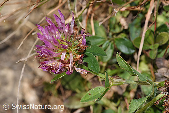 Foto: Rot-Klee (Trifolium pratense). Blüte.