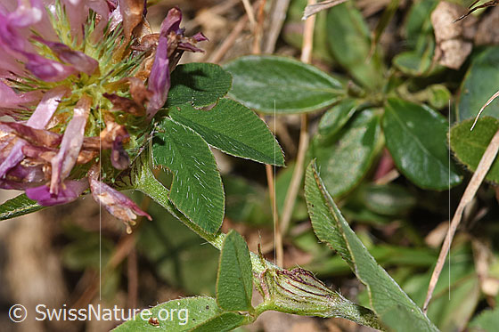 Foto: Rot-Klee (Trifolium pratense). Blätter.