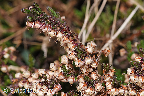 Besenheide (Calluna vulgaris)