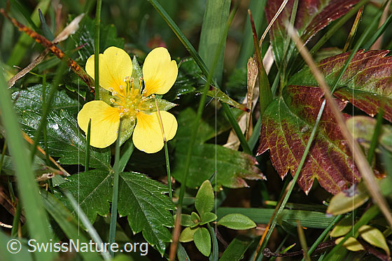Foto: Blutwurz (Potentilla erecta). Blüte und Blätter.