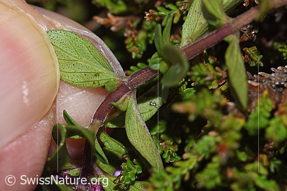 Foto: Arznei-Thymian (Thymus pulegioides). Blattunterseite.