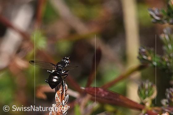 Foto: Wahrscheinlich Sepsis cynipsea (Schwingfliege) auf verblühter Besenheide (Calluna vulgaris). Länge 4 - 5mm. Weibchen. Ansicht von hinten oben.