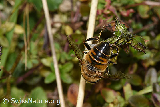 Foto: Mistbiene (Eristalis tenax) an Gebräuchlichem Augentrost (Euphrasia rostkoviana). Länge 14 - 16mm. Männchen. Ansicht von hinten.