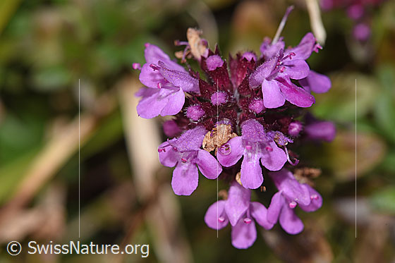 Foto: Arznei-Thymian (Thymus pulegioides). Blüten.