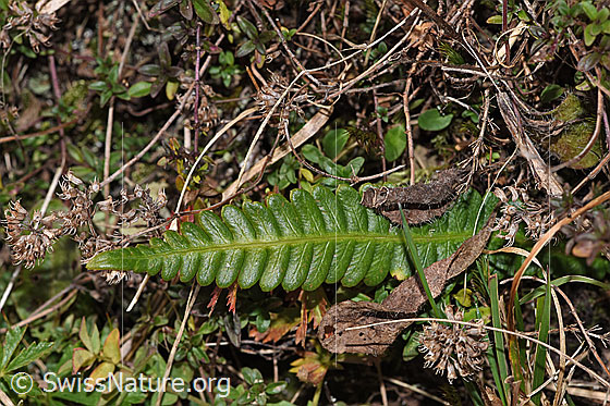 Foto: Wahrscheinlich Rippenfarn (Blechnum spicant). Oberseite.