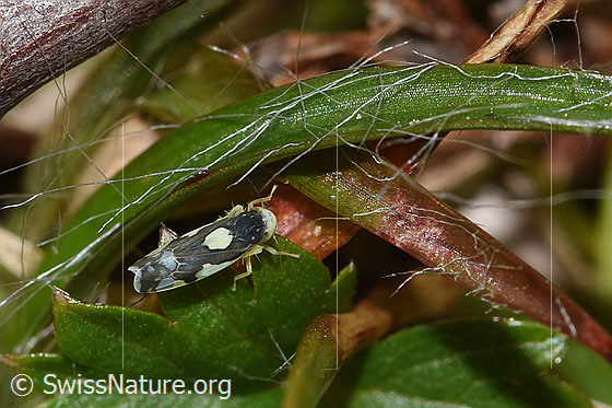 Photo: Eupteryx notata. Length 2.2 - 2.8mm. View from above.