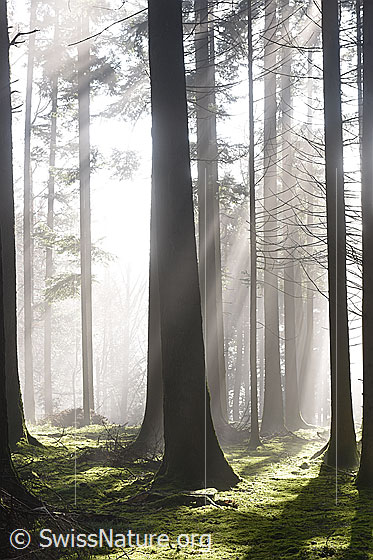 Foto: Nebel und Lichtstrahlen im Wald.