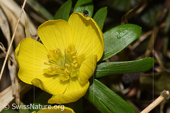 Foto: Winterling (Eranthis hyemalis). Blüte.