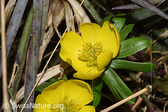 Winterling (Eranthis hyemalis)