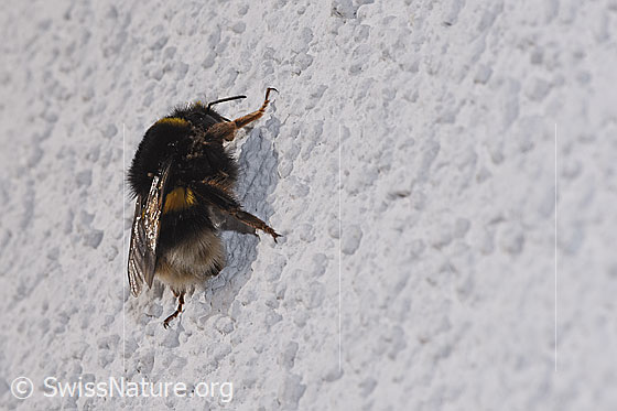 Foto: Dunkle Erdhummel (Bombus terrestris). Länge 20 - 23mm. Königin. Ansicht von der Seite. Von Milben befallen.