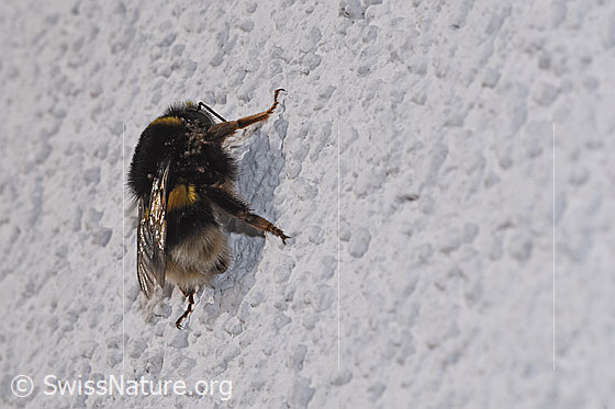Foto: Dunkle Erdhummel (Bombus terrestris). Länge 20 - 23mm. Königin. Ansicht von der Seite. Von Milben befallen.