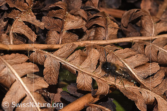 Foto: Zweifarbige Sandbiene (Andrena bicolor). Länge 9 - 11mm. Männchen. Ansicht von seitlich oben.