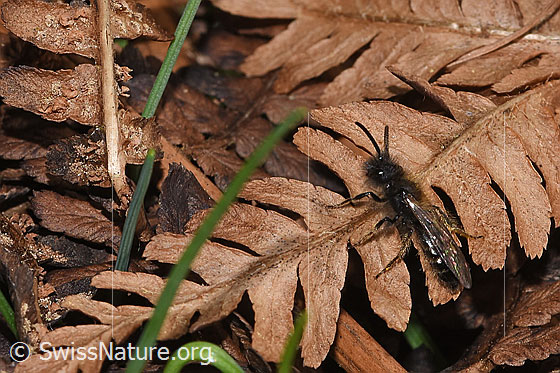 Foto: Zweifarbige Sandbiene (Andrena bicolor). Länge 9 - 11mm. Männchen. Ansicht von schräg oben.