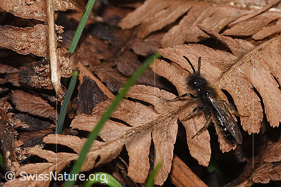 Foto: Zweifarbige Sandbiene (Andrena bicolor). Länge 9 - 11mm. Männchen. Ansicht von schräg oben.