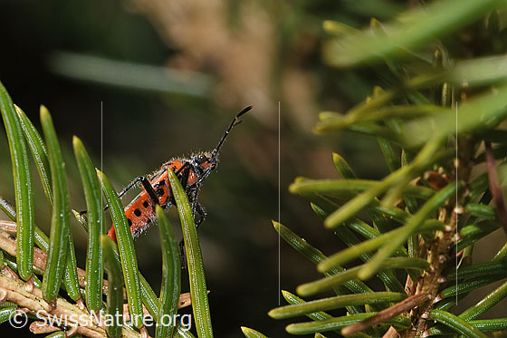 Photo: Corizus hyoscyami. View from the side below.