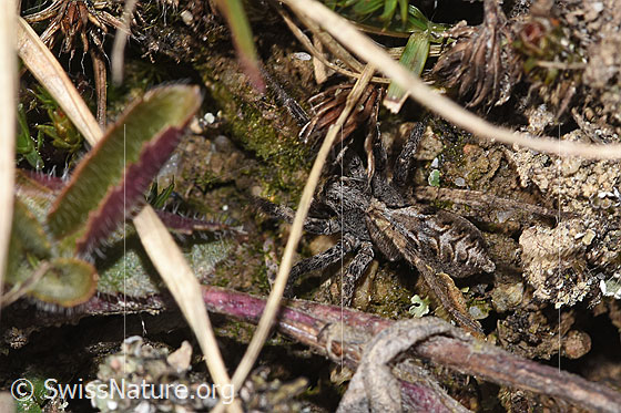 Foto: Wahrscheinlich Pfingst-Scheintarantel (Alopecosa farinosa). Weibchen. Ansicht von oben.