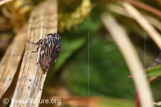 Foto: Wahrscheinlich Wiesen-Dickkopfzikade (Anaceratagallia ribauti). Länge 2mm. Ansicht von oben.