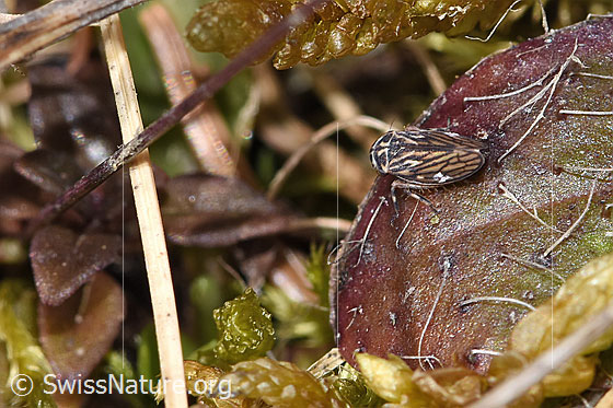 Foto: Wahrscheinlich Wiesen-Dickkopfzikade (Anaceratagallia ribauti). Länge 2mm. Ansicht von oben.
