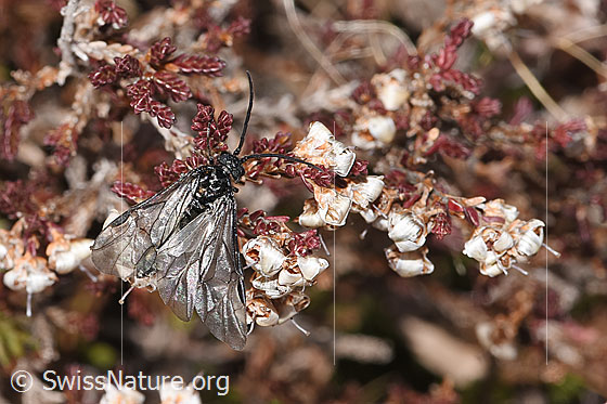 Foto: Schwarze Getreideblattwespe (Dolerus nitens) an verblühter Besenheide (Calluna vulgaris). Länge 10mm. Ansicht von oben.