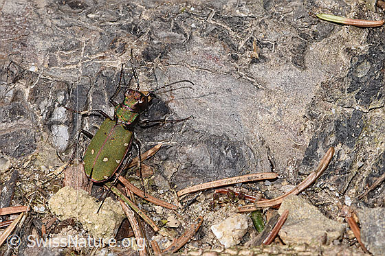 Photo: Cicindela campestris. View from behind top.