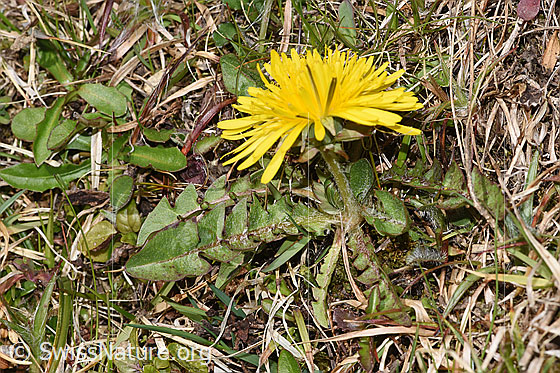 Foto: Gewöhnlicher Löwenzahn (Taraxacum officinale). Ganze Pflanze (Habitus).