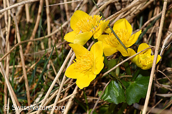 Foto: Sumpf-Dotterblume (Caltha palustris). Blüten.