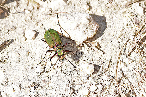 Photo: Cicindela campestris. View from top front.