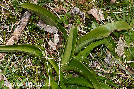 Foto: Männliches Knabenkraut (Orchis mascula). Blätter und Hüllblatt. Höhe des Hüllblatts: 8cm.