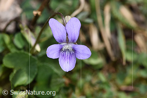 Photo: Viola riviniana. Blossom. View from the front.