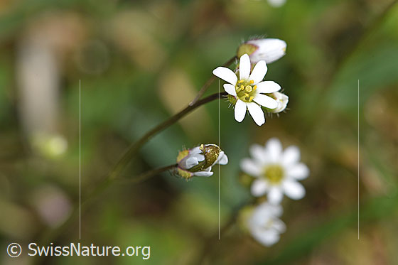 Frühlings-Hungerblümchen (Erophila verna)
