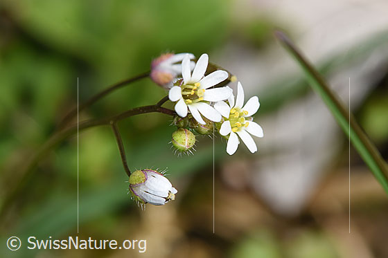 Foto: Frühlings-Hungerblümchen (Erophila verna). Blüten.