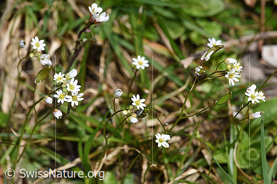 Foto: Frühlings-Hungerblümchen (Erophila verna). Ganze Pflanze (Habitus).