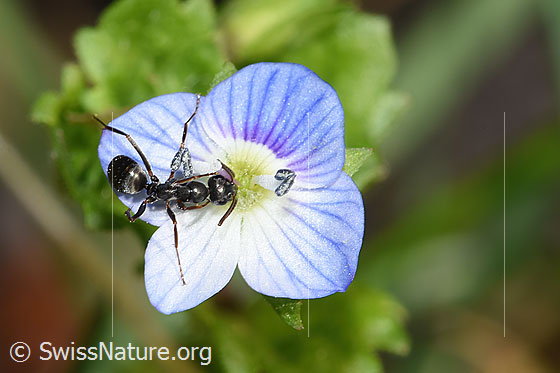 Photo: Probably Formica fusca on Veronica persica. Length 5mm. View from above.