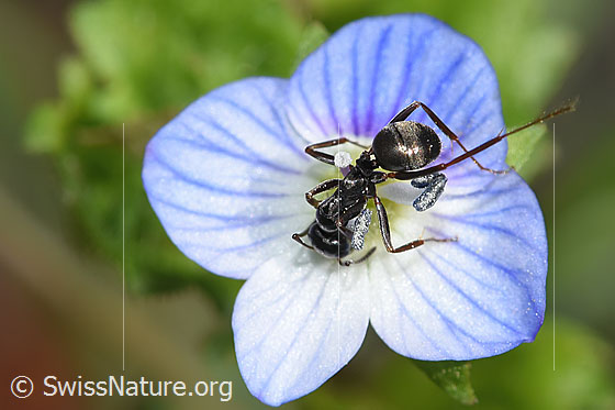 Photo: Probably Formica fusca on Veronica persica. Length 5mm. View from above.