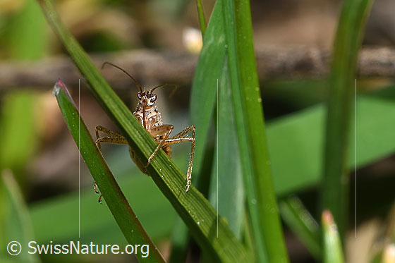 Photo: Nabis rugosus. Length 6 - 7.8mm. View from below.