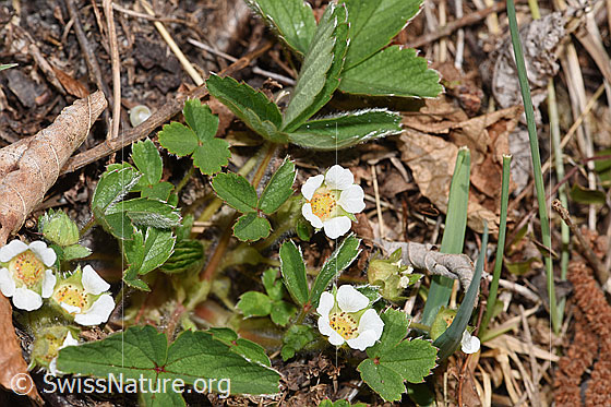 Foto: Wahrscheinlich Erdbeer-Fingerkraut (Potentilla sterilis). Blüten und Blätter.