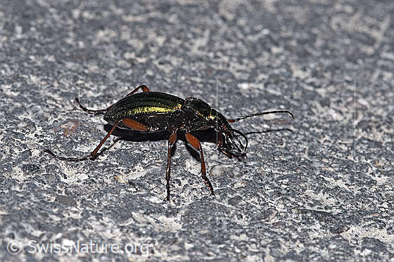 Photo: Carabus auronitens. View from the side.