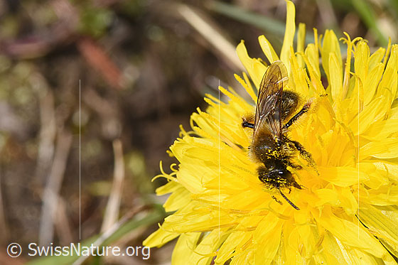 Foto: Gewöhnliche Dörnchensandbiene (Andrena humilis) auf Gewöhnlicher Löwenzahn (Taraxacum officinale). Länge 10mm. Weibchen. Ansicht von der Seite.