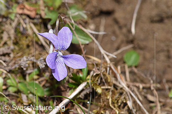 Photo: Viola riviniana. Blossom.
Lat.: Viola riviniana
Family: Violaceae
Genus: Viola